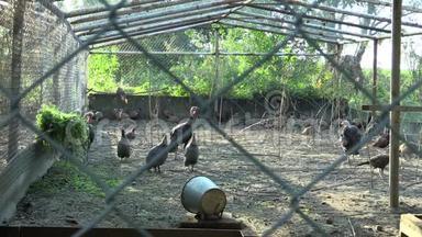 广泛繁殖火鸡、肉鸡、野鸡、带头盔的野鸡和其他家禽。 饲养